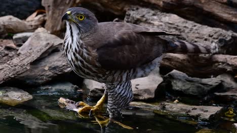 The-Crested-Goshawk-is-one-of-the-most-common-birds-of-prey-in-Asia-and-belonging-to-the-same-family-of-eagles,-harriers