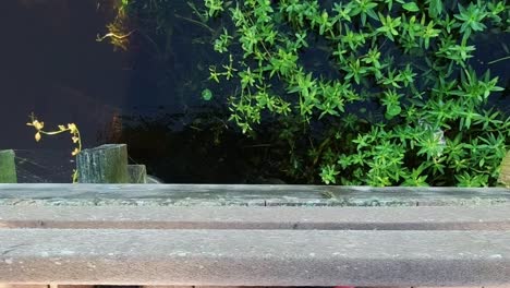 Florida-alligator-swimming-under-wooden-dock-at-lake-Toho,-Kissimmee-central-Florida