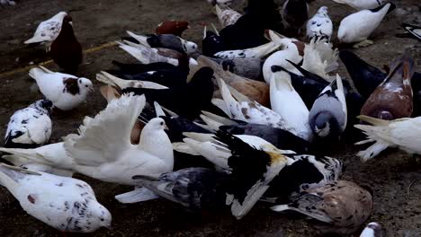 las palomas hermosas caminan por la tierra. la gente alimenta a las palomas con grano. las palomas pican semillas incluso de las manos de la gente. videografía en primer plano.