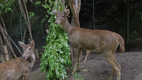 two deer nibbling on green leaves from a feeding trough