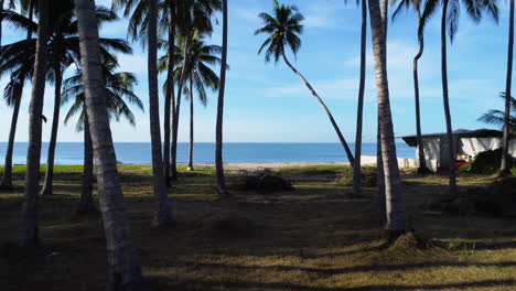 Caminar-En-Palmeras-Y-Mar-Bajo-La-Fantástica-Luz-Del-Sol