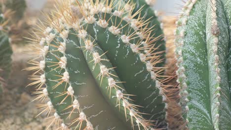 closeup of a green cactus with large needles in a botanical garden plants are common in deserts closeup of a green cactus with large needles in a botanical garden plants are common in deserts