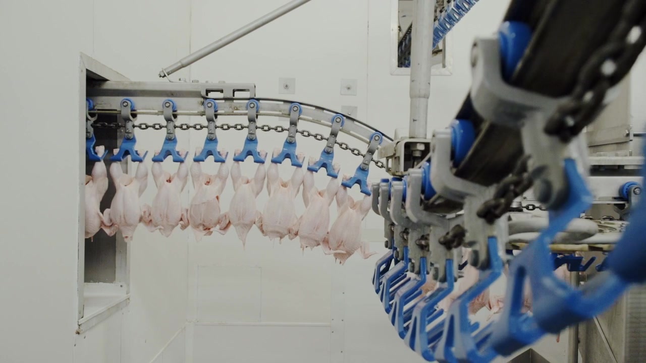 Static shot of chicken processing line with carcasses moving on conveyor