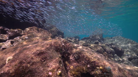 in shallow water with a rocky bottom, a school of tiny silver fish flits around