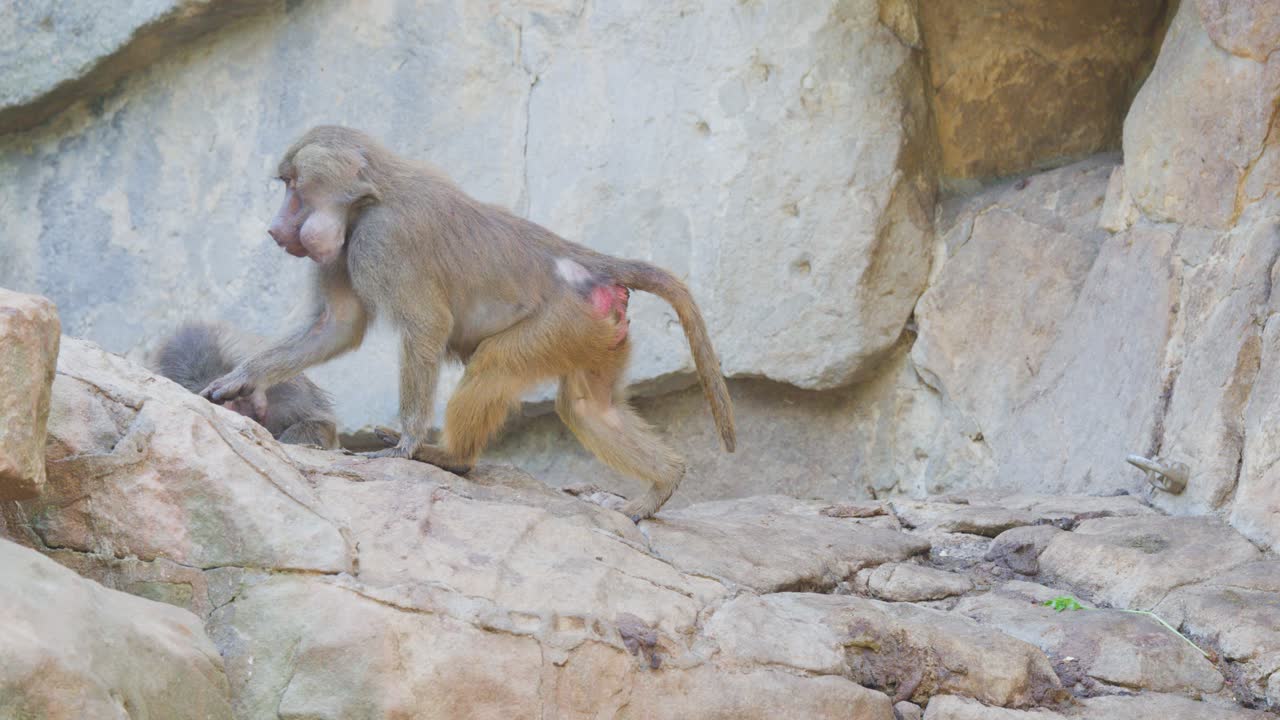 A baboon moves steadily along a rocky outcrop, surrounded by stone cliffs and natural daylight, with a fixed camera capturing its motion
