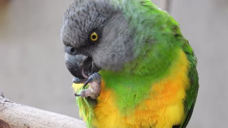 la cara de loro pirra verde de primer plano, lamiendo su pierna.