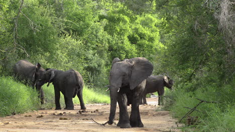 young testosterone filled elephant bulls establishing dominance through play fighting, sabi sands
