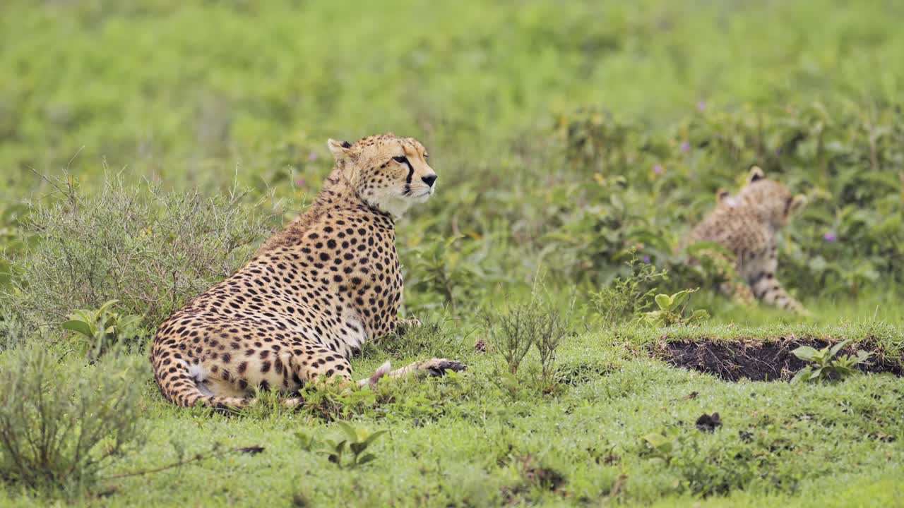 familia de guepardos de cachorros y madre en áfrica en el parque nacional serengeti en tanzania, guepards en las llanuras en safari de vida silvestre africano animales de juego