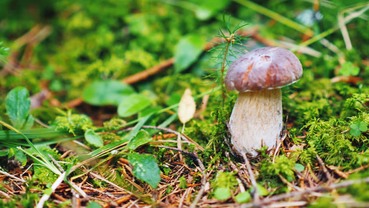 Find A Beautiful White Mushroom In The Forest A First-Person View Desired Mine Of Mushroom Picker