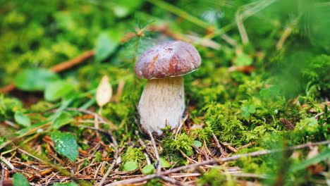 find a beautiful white mushroom in the forest a first-person view desired mine of mushroom picker