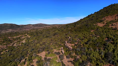 Una-Manada-De-Cría-De-Elefantes-Serpentea-A-Través-De-Las-Verdes-Colinas-Del-Cabo-Oriental-Karoo,-Sudáfrica