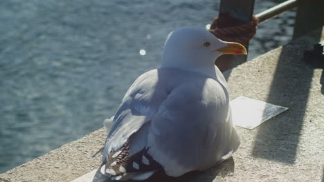 Möwe-Ruht-Im-Schatten-Auf-Steinmole-Mit-Blick-Auf-Wasser,-Nah