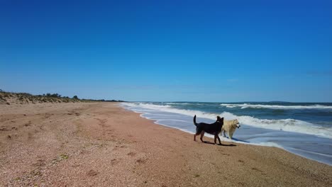 Two-dogs-play-on-the-shore-of-the-Sea-of-Azov-in-sunny-weather-against-the-background-of-a-blue-sky-4k