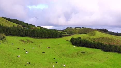 Kühe-Grasen-Auf-Einer-Fast-Blühenden-Grünen-Wiese