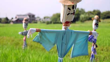 espantapájaros japoneses en el campo de arroz con kimono 2