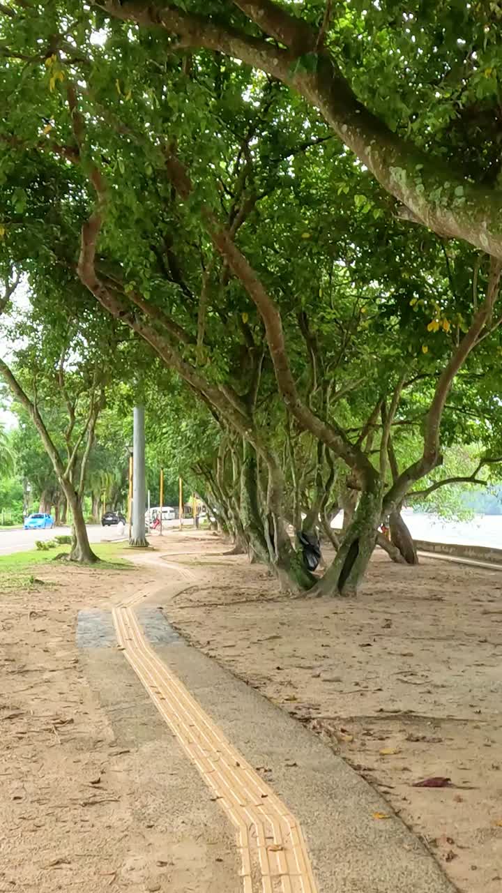 해변 에 있는 나무  에 있는 경치 좋은 산책로