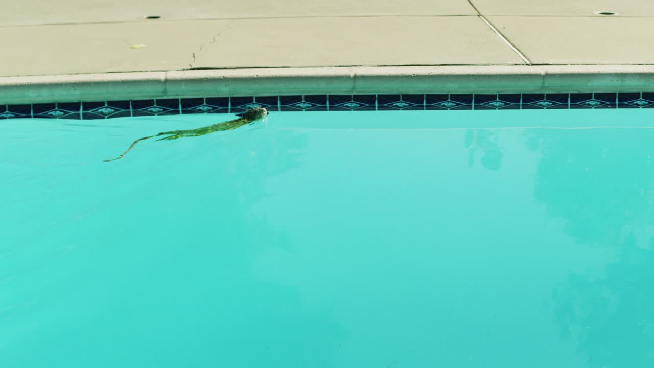 Iguana Swimming In Pool 1