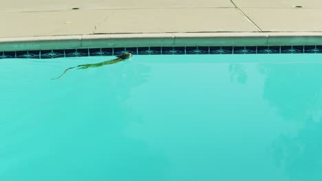 iguana swimming in pool 1