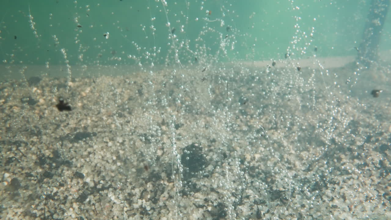 Gentle invisible weed with air bubbles grow on river bottom