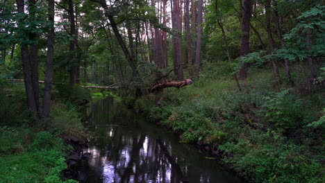 Lake-in-woods