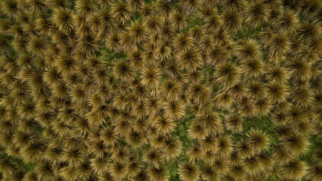 Field-of-red-tussock-grass-in-protected-area---Southland,-New-Zealand