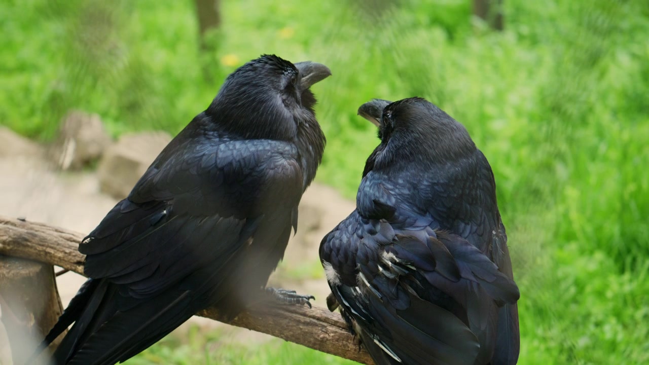Two black ravens perched on a wooden branch, glossy dark feathers with subtle blue highlights, facing each other