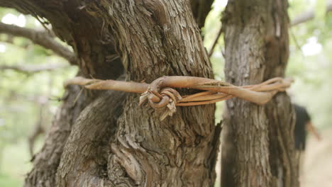 close up footage slow motion of a vine that is used to tie trees to a trellis for wine making in italy