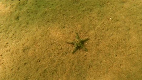 Unterwasserseestern-Liegt-Auf-Dem-Sand