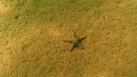 estrellas de mar submarinas yace en la arena