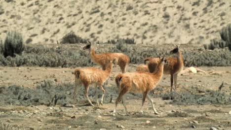 manada de guanacos en el desierto de atacama en chile