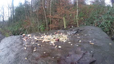 Verschiedene-Gelb-Blau--Und-Kohlmeise-Wildvögel,-Die-In-Der-Nähe-Des-Waldnaturparks-Füttern