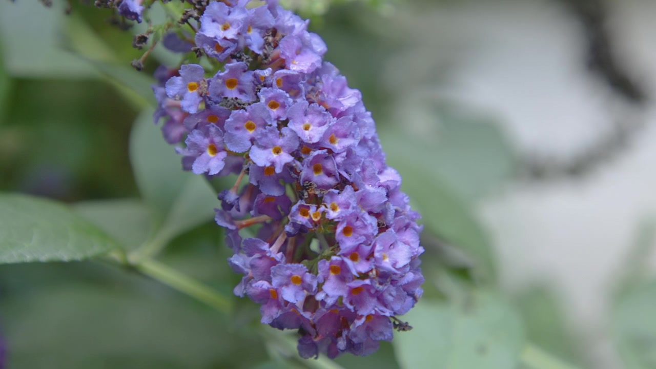 Close-up detalhado de aglomerado de flores roxas de buddleia com folhas verdes em um cenário de jardim, exibindo beleza natural e cores vibrantes, com cenas cativantes e movimento dinâmico. Clipe A