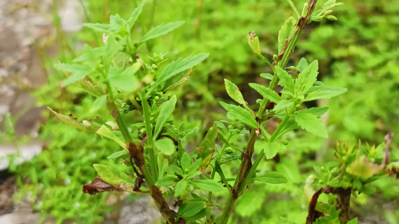 cerca de la hoja verde en el jardín