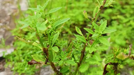 Cerrar-La-Hoja-Verde-En-El-Jardín