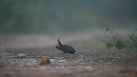 Weißbrüstiges-Teichhuhn-Beim-Füttern-Am-Morgen