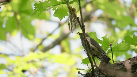 un bulbul de orejas marrones canta y come algunas semillas en el bosque y luego se va volando - cámara lenta