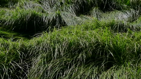 close up of grass blowing in the wind in slow motion