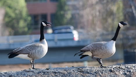 two  canadian geese on a cement wall in the deschutes river, oregon