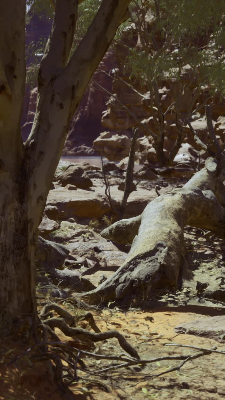 Paisaje sereno del desierto con árboles caídos y terreno rocoso a la luz del día