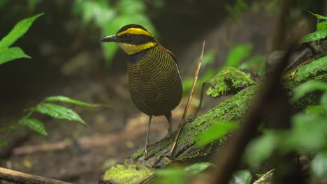 el pájaro pitta de banda javan está de pie solo en un árbol de musgo
