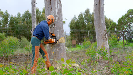 lumberjack with chainsaw cutting tree trunk in forest 4k