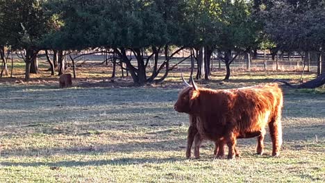 Highland-cattle-feeding-its-young-calf-in-farmland,-Germany