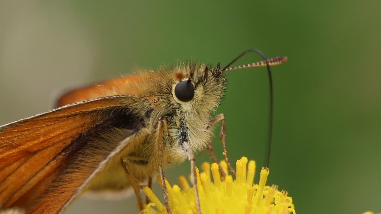 una mariposa capitán que se alimenta de una flor de ragwort