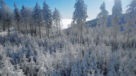 an aerial shot of bushes and trees in winter covered in fresh snow with blue sky in the back hills and mountains