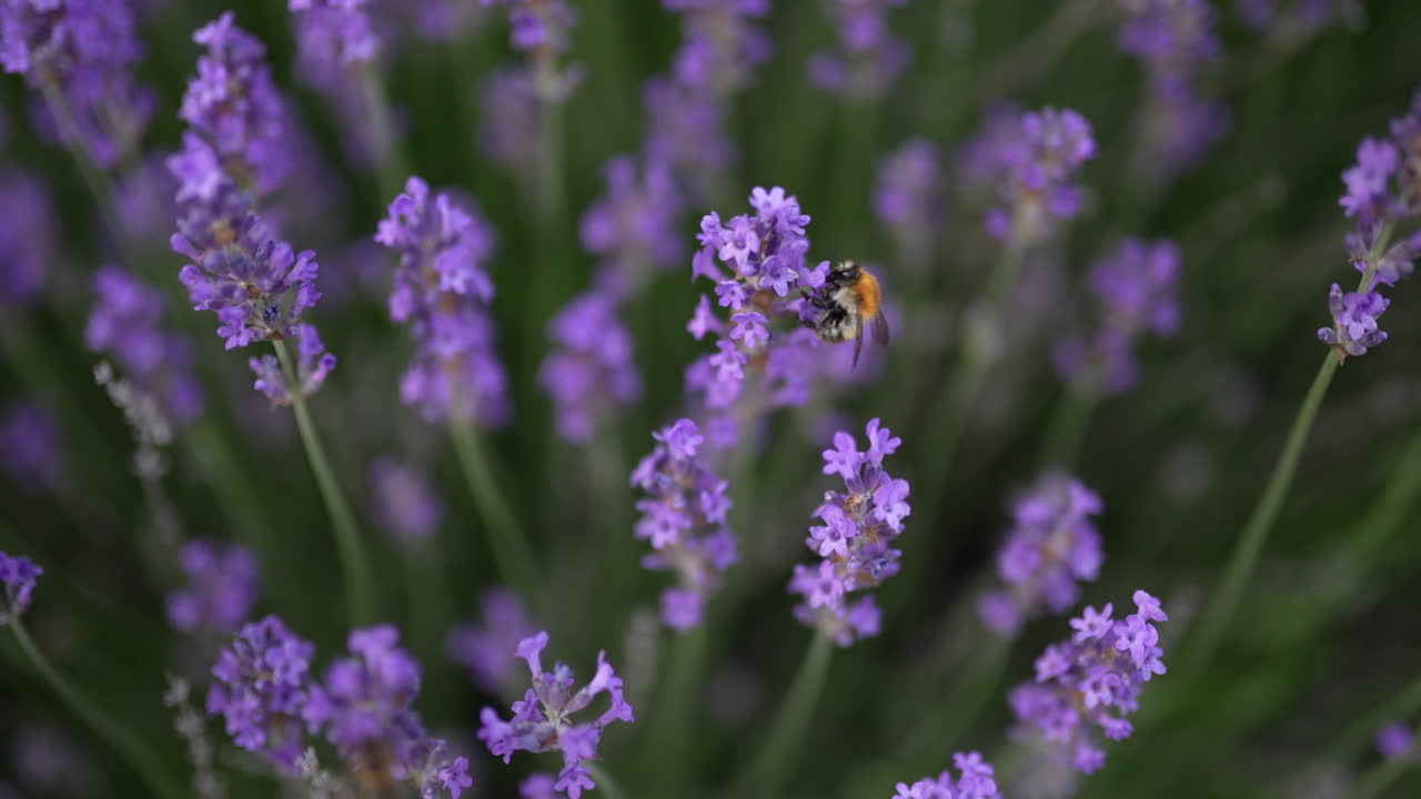 A close-up of vibrant lavender flowers in green grass, with a bee gathering nectar, captures the rich biodiversity and beauty of the Swiss Alps