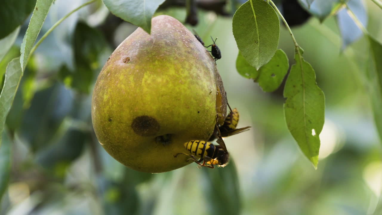 avispas de chaqueta amarilla y una mosca negra comiendo juntos en una pera podrida mientras cuelga de una rama de árbol a fines del verano