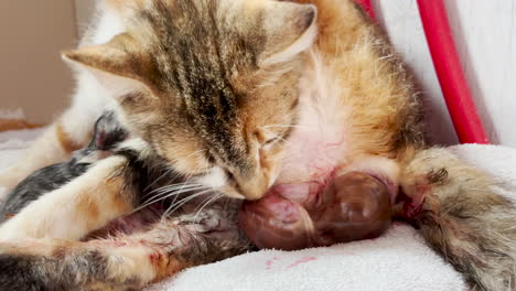 cat gives birth to baby kitten and starts licking it