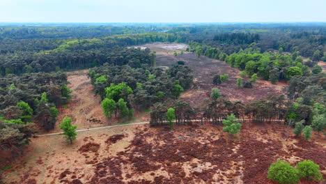trees and open fields scene. aerial view of a vast forested area featuring green trees and brown fields, showcasing natural beauty in spring