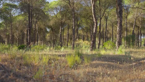 A-beautiful-cinematic-wide-side-track-view-of-a-forest-with-pinewood-trees-on-a-sunny-morning