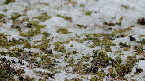 Derretimiento-De-La-Nieve-En-El-Lapso-De-Tiempo-De-Principios-De-La-Primavera-De-Hierba